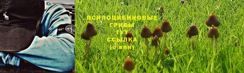 Псилоцибиновые грибы Psilocybe  Губаха 